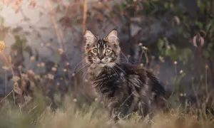 Piękny kot maine coon, jego cena może być wysoka, ale warto. Wśród traw i kwiatów.