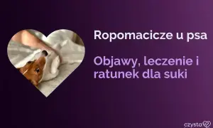 Piesek w sercu, tekst o ropomaciczu u psa: objawy, leczenie i ratunek dla suki.