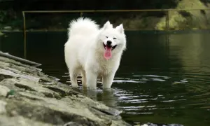 Uśmiechnięty samoyed, którego radosny **samoyed charakter** widać w jego szerokim uśmiechu, stoi w wodzie.