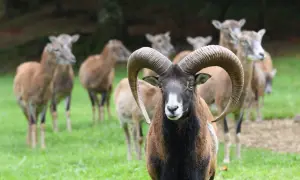 Samiec muflona z imponującymi rogami na tle stada. Jego sierść jest ciemnobrązowa z czarną plamą na piersi.