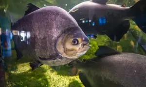 Duże ryby w akwarium w Oceanarium Mielno. Jedna z nich, o fioletowych łuskach, patrzy wprost na widza.