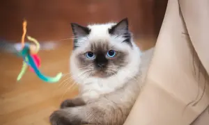 Uroczy ragdoll krótkowłosy z niebieskimi oczami leży na podłodze obok kolorowej zabawki.