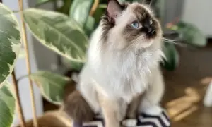 Piękny kot rasy Ragdoll z niebieskimi oczami siedzi obok rośliny. Zastanawiasz się, ile kosztuje Ragdoll?