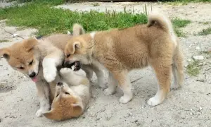 Trzy szczenięta rasy akita inu bawią się na piasku. Zastanawiasz się nad akita inu cena?