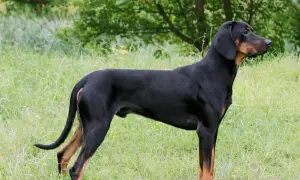 Elegancki posokowiec polski, czarny z podpalaniem, stoi na zielonej łące, gotowy do tropienia.