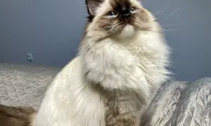 Uroczy ragdoll na rękach, z niebieskimi oczami i puszystym futrem, patrzy w górę z zaciekawieniem.