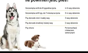 Tabela informuje, ile razy dziennie karmić psa: szczenięta 4-5 razy, dorosłe psy małych ras 3 razy, duże rasy 2 razy, chore po konsultacji z weterynarzem.
