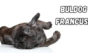 Uroczy buldog francuski leży na plecach, pokazując swoje łagodne usposobienie.
