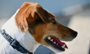 Portret wesołego jack russell teriera tricolor z otwartym pyskiem i błyszczącymi oczami.