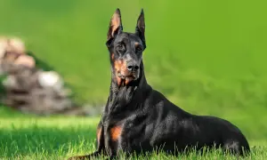 Czarny doberman leży na trawie, jego czujny wzrok i postawa odzwierciedlają jego charakter.