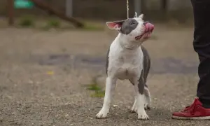 Uroczy amstaff miniaturka na smyczy, oblizuje pyszczek, patrząc na swojego pana.