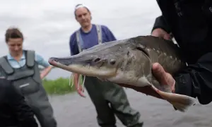 Osoba trzyma jesiotra, zastanawiając się, czym karmić jesiotra w stawie. W tle widać innych ludzi w wodery.