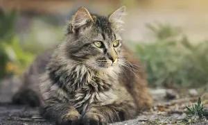 Puszysty kot o zielonych oczach leży na ziemi, zastanawiając się, ile kot ma żyć.