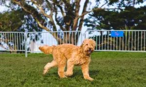 Puszysty, rudy piesek rasy poodle doodle biega po zielonej trawie.
