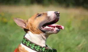 Bull terrier, pies o charakterystycznym wyglądzie, z językiem na wierzchu, w zielonej obroży.