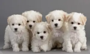 Pięć uroczych szczeniąt rasy bichon frise siedzi razem. Zastanawiasz się nad bichon frise cena?