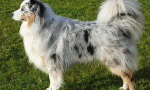 Piękny australijski pies pasterski w kolorze blue merle stoi na zielonej trawie, z puszystym ogonem i charakterystycznym umaszczeniem.