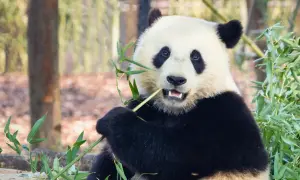 Panda zajada świeży bambus, swój ulubiony przysmak. Wesoło chrupie zielone pędy, otoczona gęstą roślinnością.