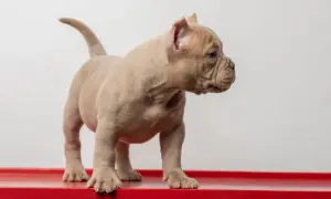 Uroczy szczeniak american bully mini, z jasnym futerkiem i zmarszczkami na pyszczku, stoi na czerwonej powierzchni.