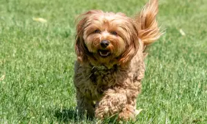 Wesoły cavapoo dorosły biegnie po zielonej trawie, machając puszystym ogonem.