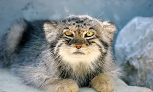 Puszysty manul domowy o żółtych oczach leży na kamieniu, wyglądając jak mały, dziki kot.