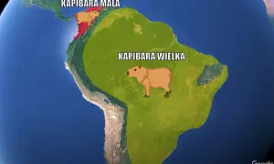Mapa Ameryki Południowej z zaznaczonymi obszarami występowania kapibary wielkiej (zielony) i kapibary małej (czerwony).
