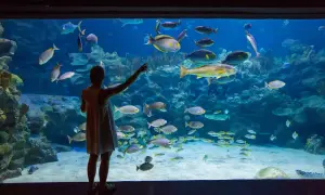 Dziewczynka zachwyca się podwodnym światem w oceanarium nad morzem, wskazując palcem na ławicę ryb.
