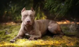 Potężny, brązowy pitbull miniaturka leży na trawie pod drzewem.