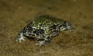 Dwie żaby, jedna na drugiej. Dolna żaba ma ciemne plamy i niebieskie oczy, górna jest zielona. Tak wygląda żaba w naturze.