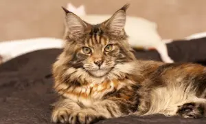 Majestatyczny maine coon, którego imponująca waga świadczy o jego rasie, leży na ciemnym tle.