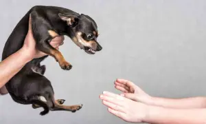 Mały piesek z wywieszonymi zębami, grożący pogryzieniem przez psa. Dwie ręce wyciągnięte w jego stronę.