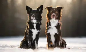 Dwa urocze psy rasy border collie miniaturka siedzą w śniegu, oświetlone ciepłym światłem.