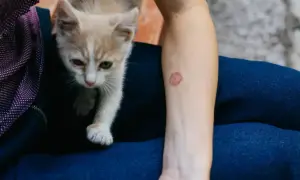 Mały kotek obok ludzkiego przedramienia z okrągłą, zaczerwienioną zmianą skórną, która może wskazywać na grzybicę u kota.