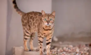 Kot bengalski o zielonych oczach i cętkowanym futrze stoi na kamieniach, gotowy do skoku.