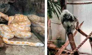 Oceanarium węgry - najlepsze atrakcje i tajemnice w Budapeszcie