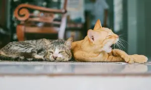 Dwa koty leżą obok siebie. Jeden ma pręgowane umaszczenie, drugi jest rudy i ziewa.