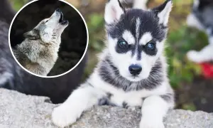 Mały husky, przyszły wilk, patrzy z zaciekawieniem. Obok wilk wyjący do księżyca.