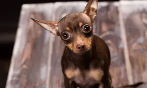 Urocza chihuahua miniaturka z wielkimi oczami spogląda z zaciekawieniem.