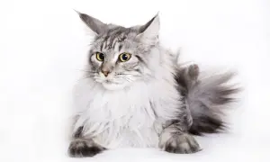 Piękny kot rasy Maine Coon, który może żyć nawet 15 lat, leży na białym tle.