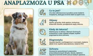 Anaplazmoza u psa: objawy, kiedy do weterynarza, diagnostyka i ochrona. Zdjęcie przedstawia psa rasy Australian Shepherd.