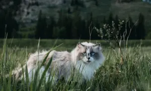 Puszysty kot z niebieskimi oczami w trawie. Czy ma 7 czy 9 żyć? To powiedzenie zna każdy.