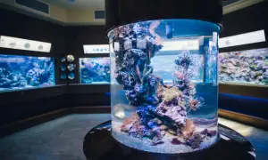 Kolorowe ryby w akwarium, idealne miejsce na zakup biletów do oceanarium.