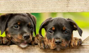 Dwa szczenięta rottweilera zaglądają przez drewniane deski. Szukasz imiona dla psa samca?