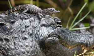 Jak rozmnażają się gady? Zaskakujące metody i zachowania reprodukcyjne