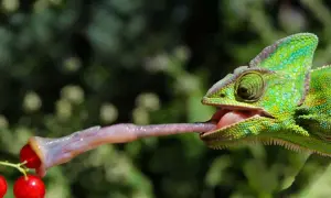 Zielony kameleon wyciąga długi, lepki język, by złapać czerwone jagody. Tak właśnie działa ten niezwykły gad, co je kameleon.