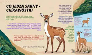 Sarny jedzą młode pędy roślin, liście drzew, krzewy i zioła. Ich dieta jest bogata w białko, co jest kluczowe dla zdrowia.