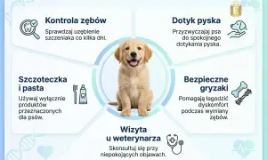 Szczeniak golden retrievera w centrum grafiki, która pokazuje, jak dbać o jego zęby, kiedy psu wypadają zęby stałe.