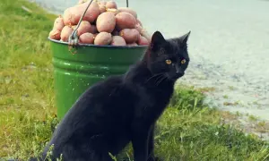 Czarny kot siedzi obok zielonego wiadra pełnego ziemniaków. Czy kot może jeść ziemniaki? To pytanie nurtuje wielu właścicieli.