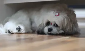 Uroczy shih tzu z kwiatkiem we włosach, leżący na podłodze. Zastanawiasz się, ile kosztuje shih tzu?