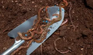 Dżdżownice na łopatce, wśród niebieskich granulek. Ziemia wokół sugeruje, co jedzą dżdżownice – resztki organiczne.